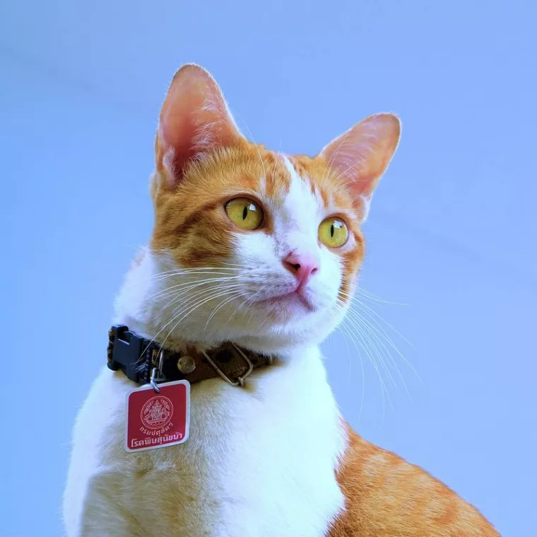 Gravure personnalisée sur le médaillon d'un collier de chat avec prénom et numéro de téléphone, Marseille, La Maison du Tee-shirt et du Marquage